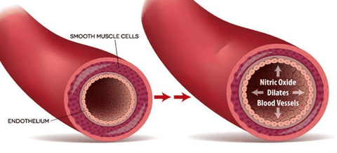 Nitric Oxide