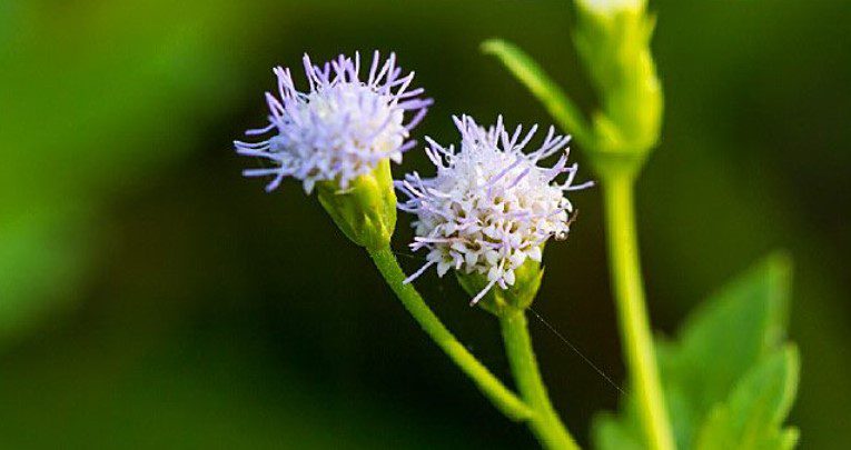 Goat Weed